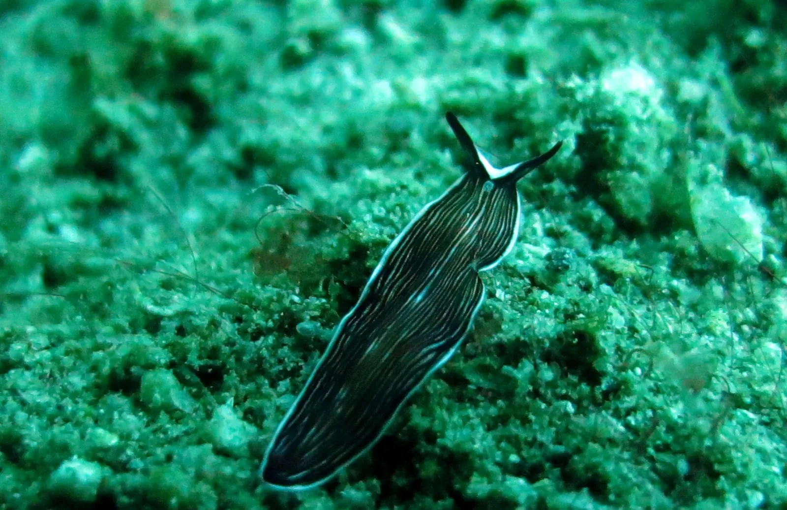 Prostheceraeus fuscolineatus